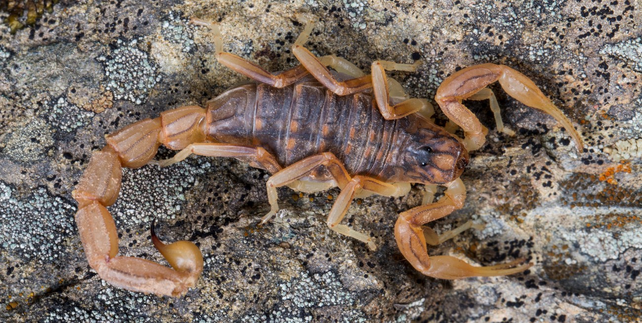 Peligro por alacranes en verano: cómo prevenir picaduras y qué hacer ante una emergencia
