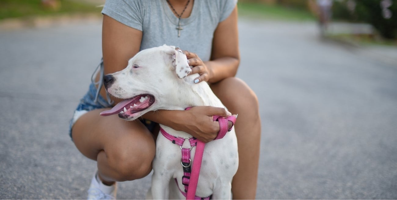 El truco casero para evitar golpes de calor en perros y gatos durante el verano