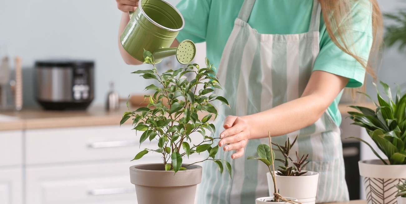 Regar con agua fría o tibia: qué opción es mejor para tus plantas