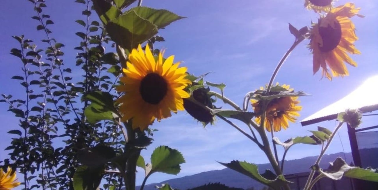 365 motivos para la ternura