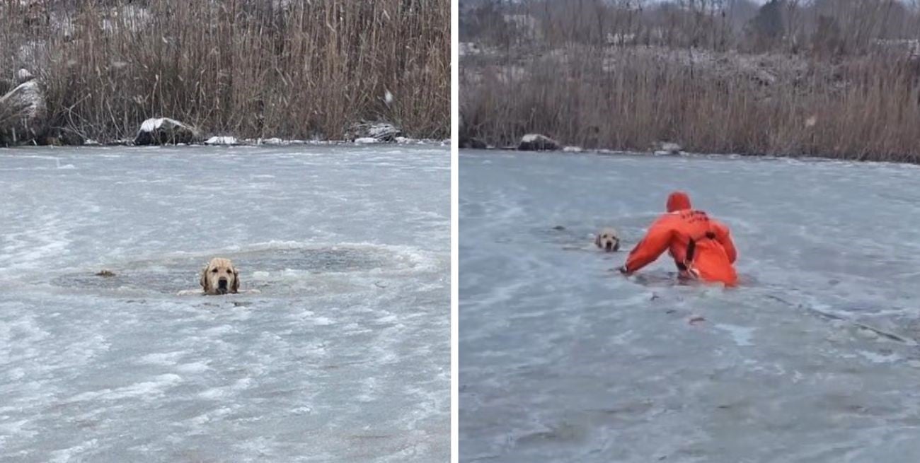 Operativo contrarreloj: así sacaron a un perro de un estanque congelado en Estados Unidos