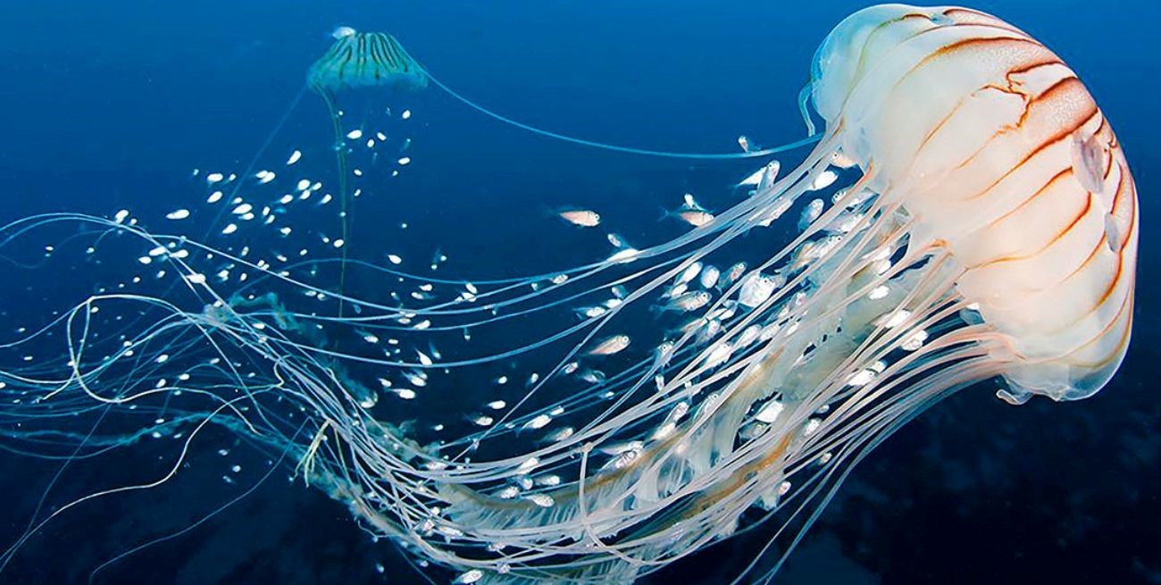 Siestas, reloj biológico y ADN: por qué medusas y anémonas también necesitan dormir