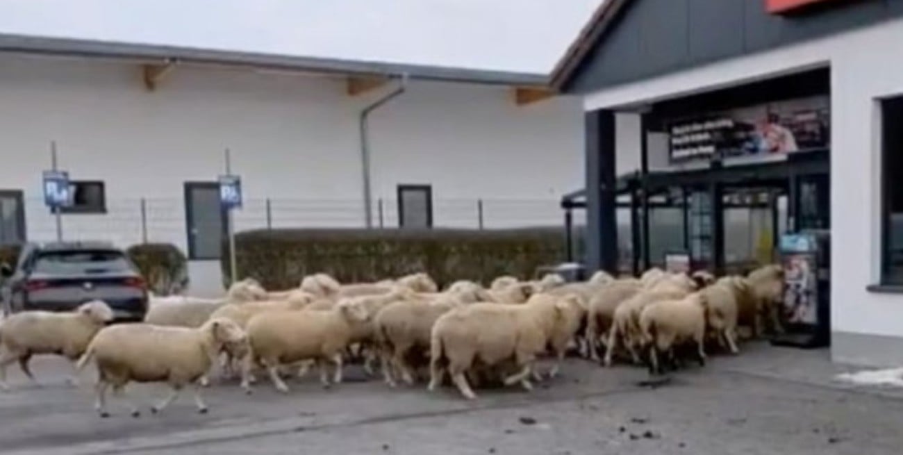 Alemania: unas 50 ovejas irrumpieron en un supermercado y causaron destrozos