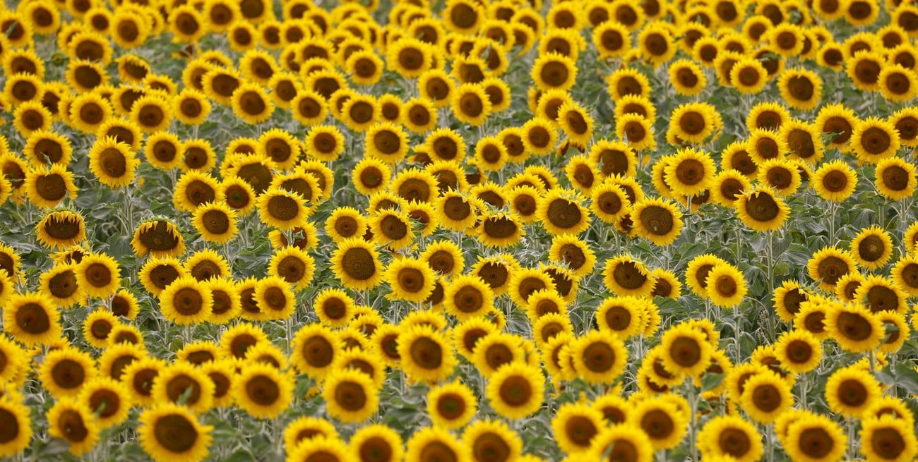 El girasol vive un nuevo auge: la molienda alcanzó el nivel más alto de los últimos 26 años