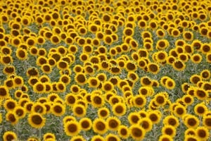 El girasol recupera protagonismo en la industria aceitera