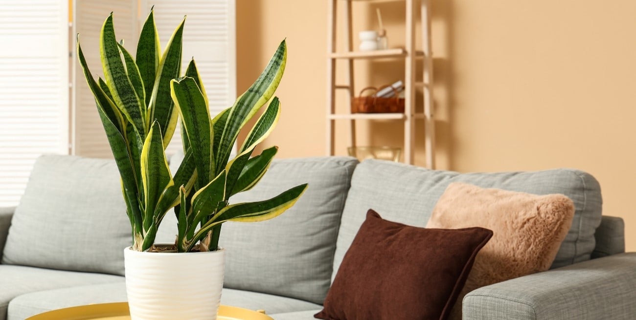 Los 3 peores lugares para poner la lengua de suegra en el interior del hogar