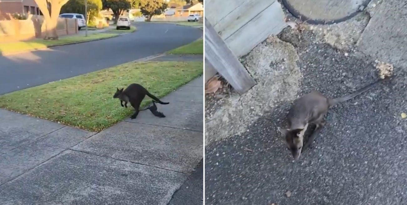 Es viral: una mamá canguro perdió a su cría en plena carrera y una joven la rescató 