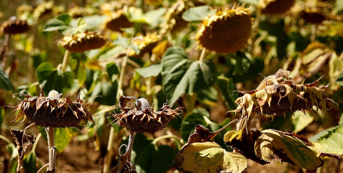 Charata será sede del Remate del Primer Lote de Girasol 2025/26