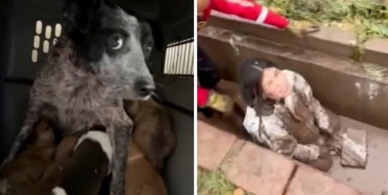 Rescate conmovedor en Mendoza: se metió en una acequia llena de barro y salvó a  ocho perros