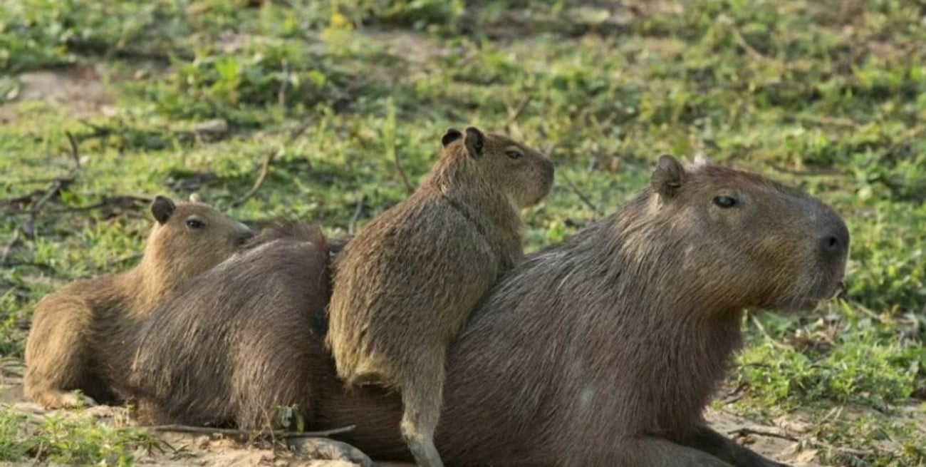 Polémica y tensión en la TV por la relocalización de carpinchos en Nordelta