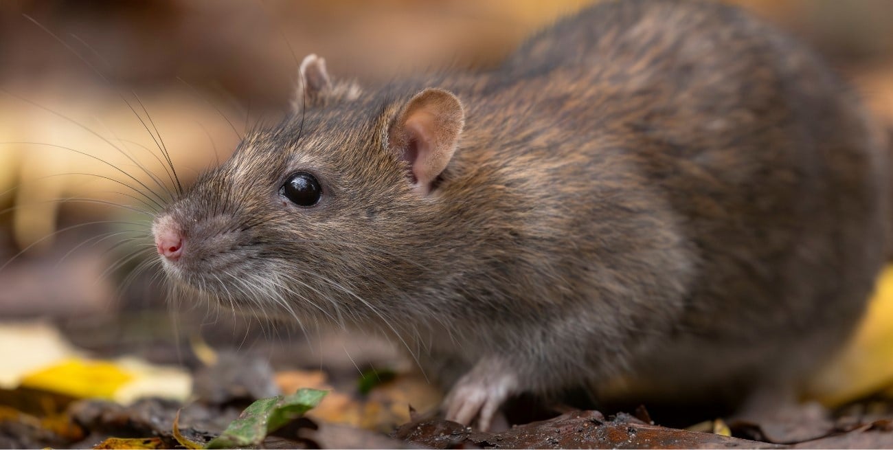 Murió una niña de 10 años por hantavirus en Buenos Aires: cuarta víctima en la provincia