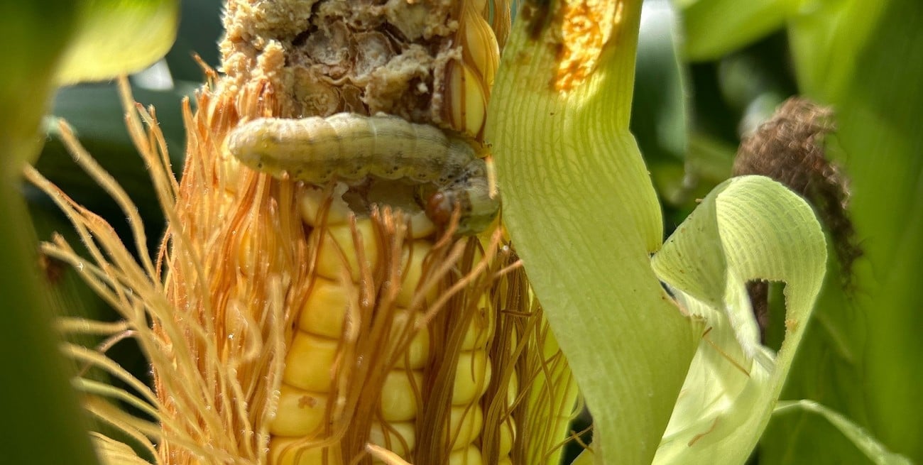 Plagas en foco: 8 de cada 10 productores detectaron daños por lepidópteros en maíces Bt