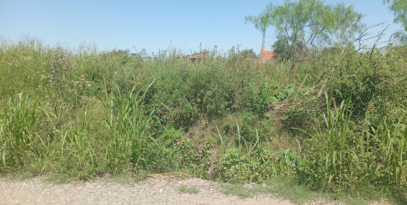 Vecinos de barrio Santa Rita II denuncian yuyos de más de dos metros y microbasurales en la zona