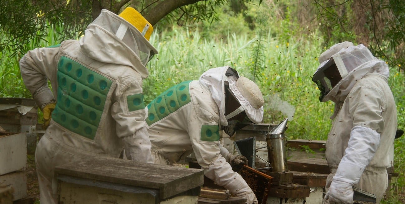 Alerta en la apicultura: las altas temperaturas afectan la sanidad de las colmenas
