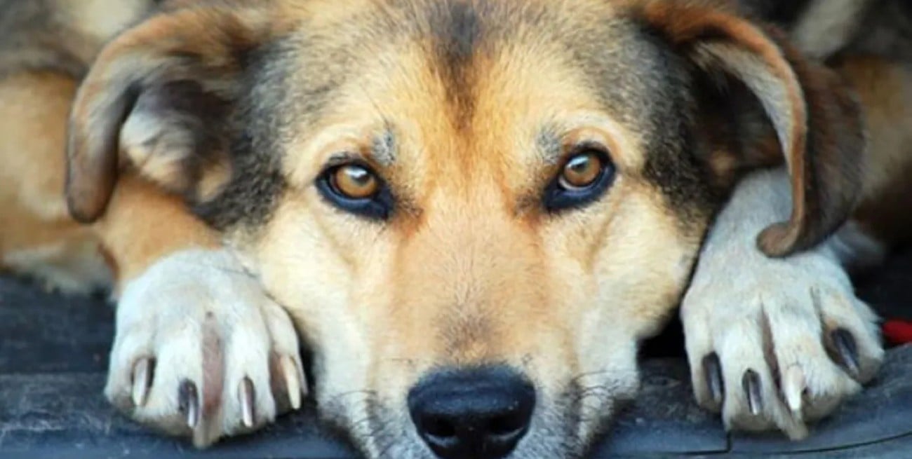 El perro del coronel