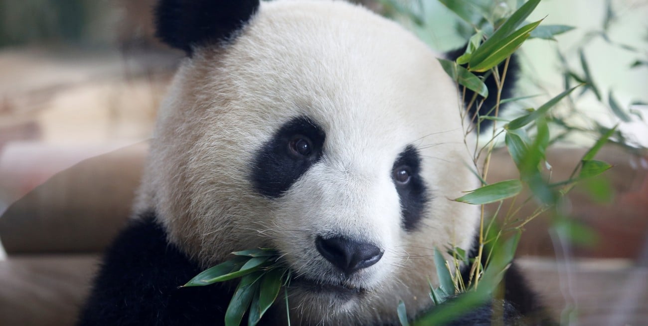 El oso panda salió de la lista de especies en peligro y pasó a ser vulnerable