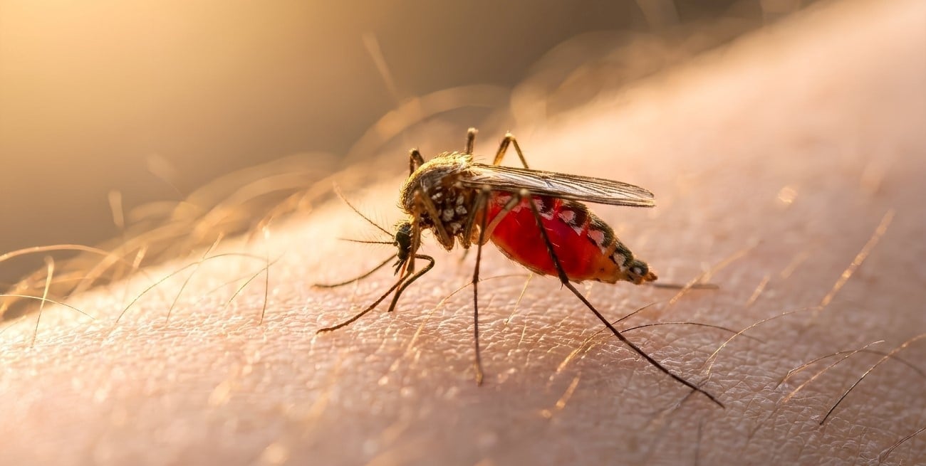 Alerta preventiva por dengue: hallaron actividad del vector en 30 barrios de la ciudad de Santa Fe