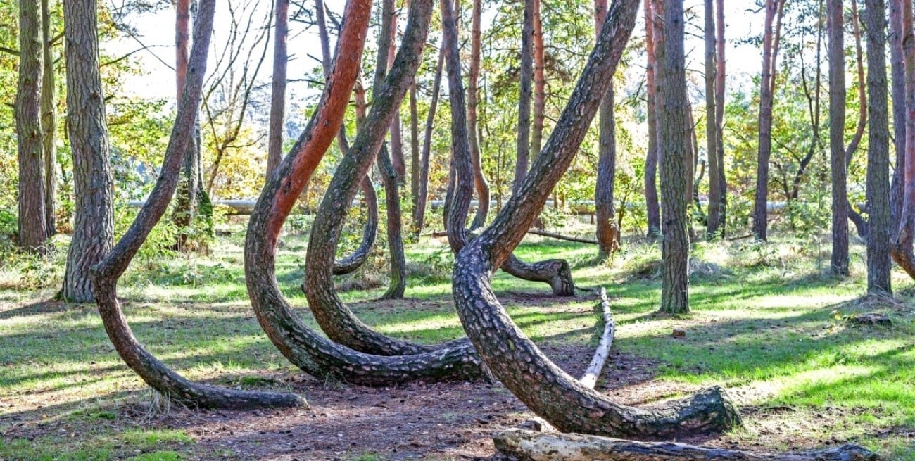 El bosque de los árboles torcidos que apuntan al norte y la hipótesis más probable