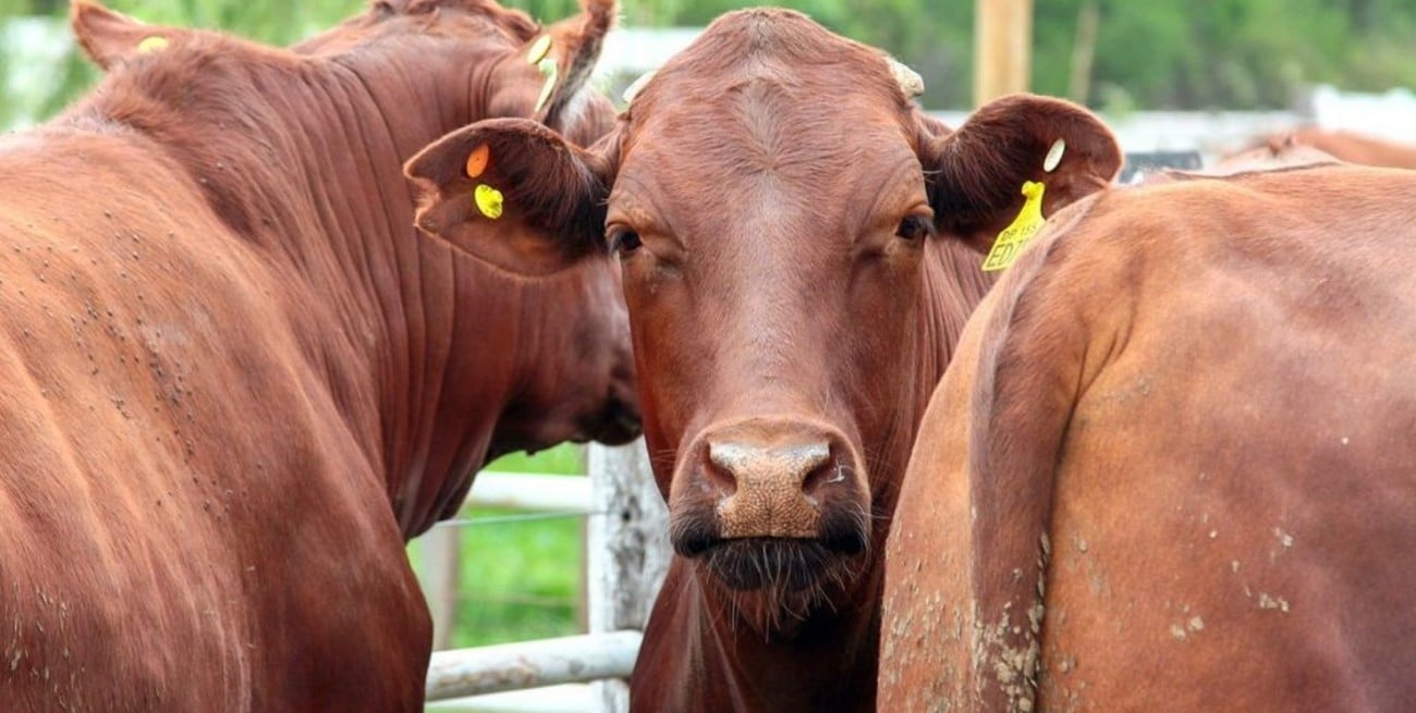 Menos terneros al corral y más recría: indicadores que anticipan una transformación productiva