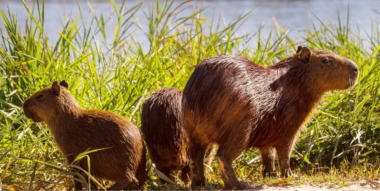 La Justicia frenó el traslado de carpinchos en Nordelta y exigió un estudio ambiental