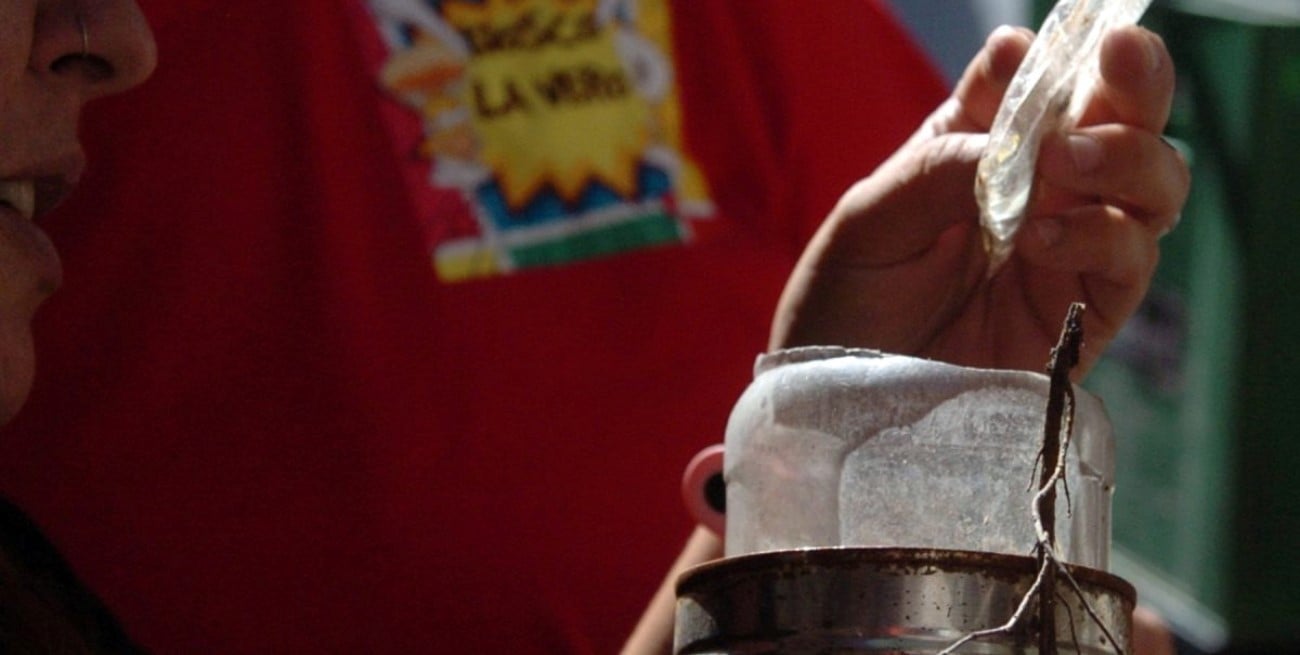 Dengue en Santa Fe: confirman presencia del mosquito vector en 37 barrios de la ciudad