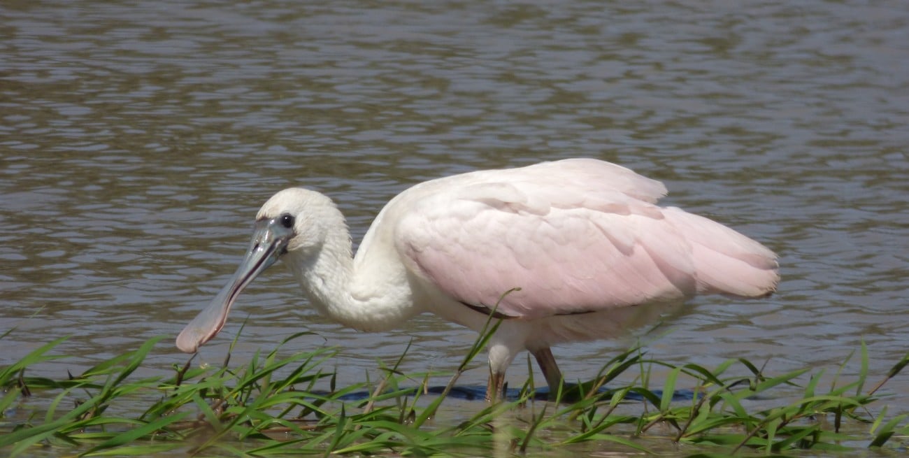Jaaukanigás: 336 alas sobre el agua, ciencia y poesía de un humedal vivo