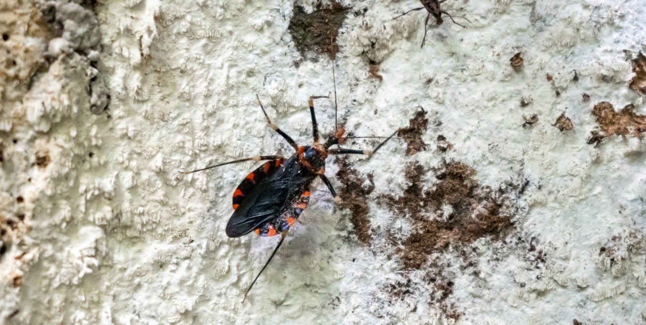 Preocupación en Sauce Viejo por la aparición de vinchucas: qué hay que saber para prevenir el mal de Chagas