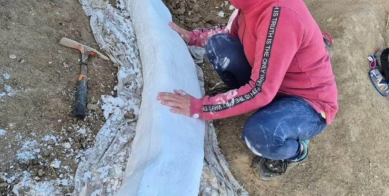 Hallan un colmillo fósil de mastodonte de más de 100 000 años en Centinela del Mar