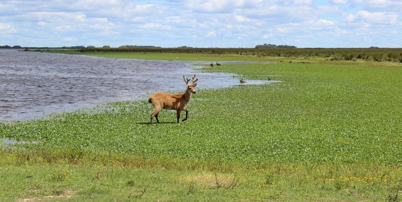 Argentina actualizó la "lista roja" de mamíferos en peligro de extinción 