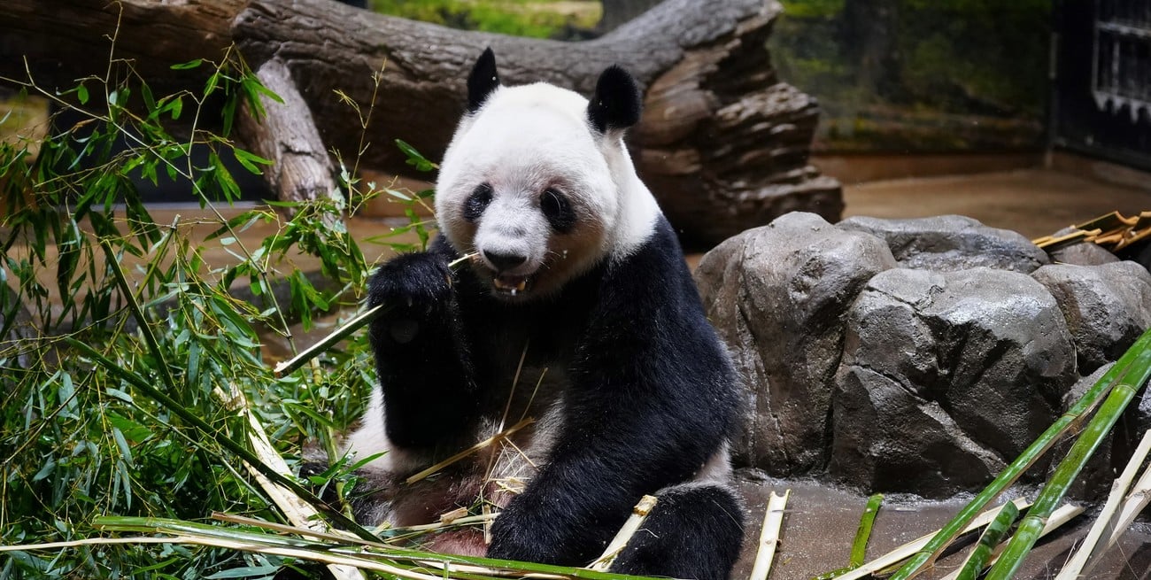 Japón se quedó sin pandas por primera vez en 50 años