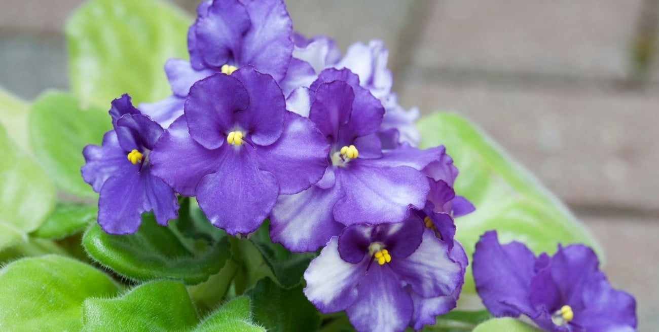 La flor de interior que mantiene su color durante todo el año