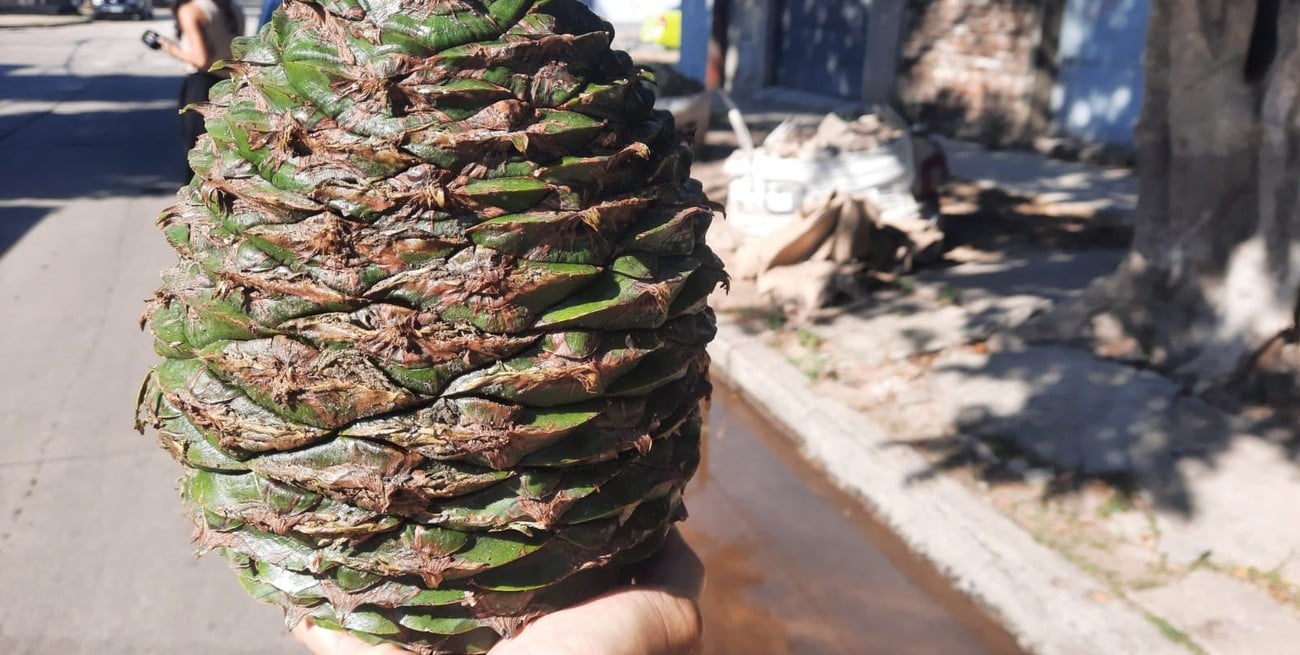 Tras los reclamos vecinales, talaron una araucaria en barrio Roma por el peligro de caída de piñones gigantes
