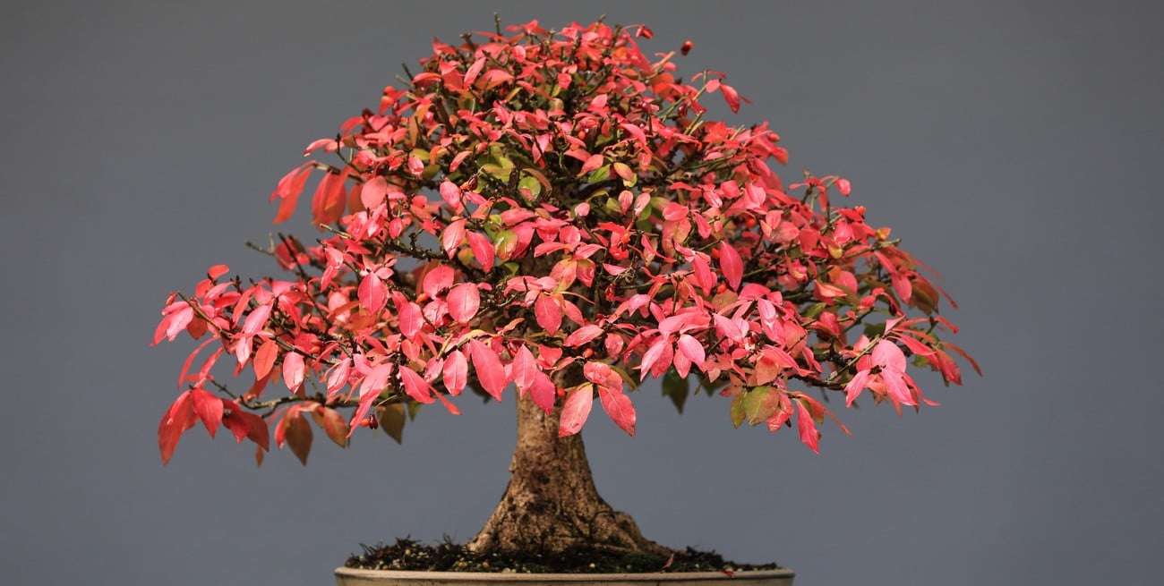 El ombú y los trastornos mentales