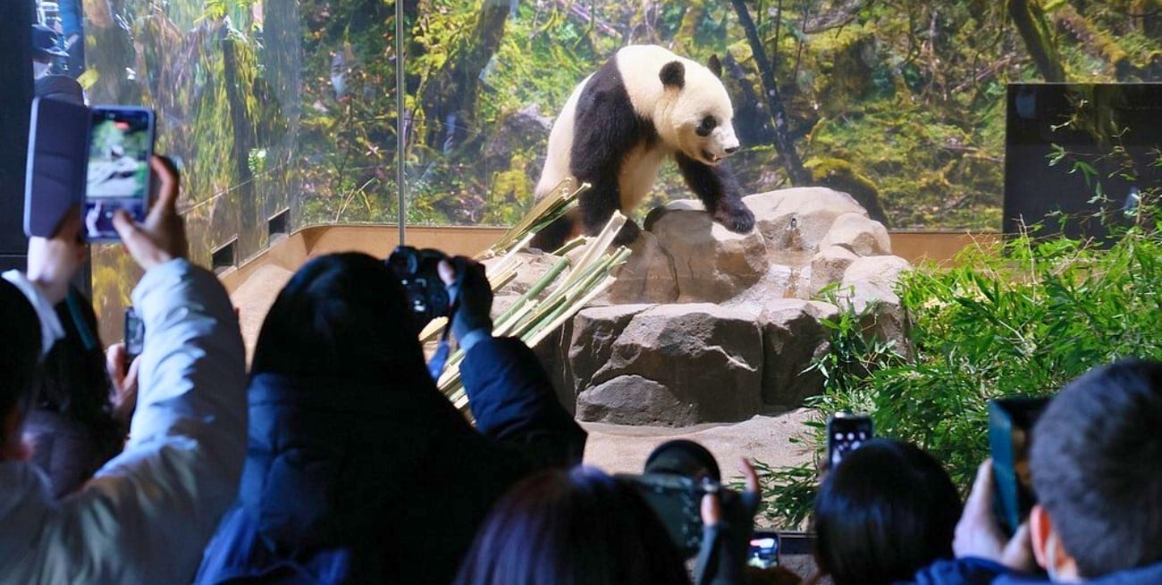 El fin de la "era panda" en Japón: emotiva despedida para Xiao Xiao y Lei Lei