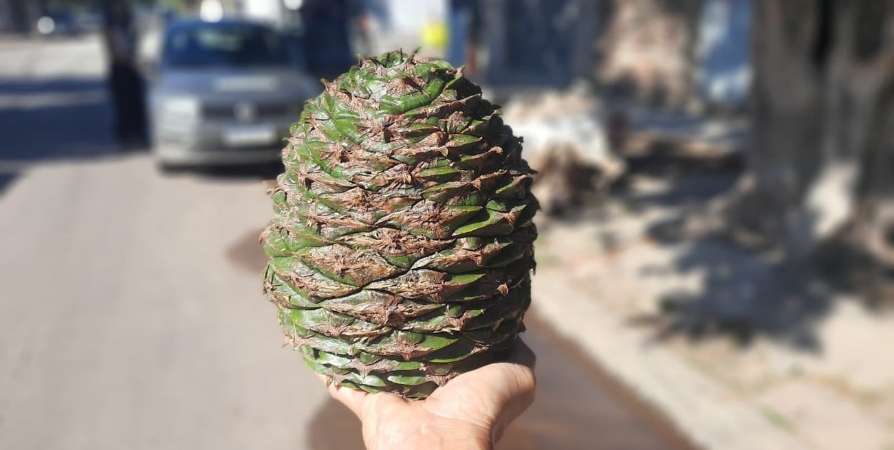 En barrio Roma caen del cielo piñones de hasta 4 kilos y generan preocupación en el vecindario