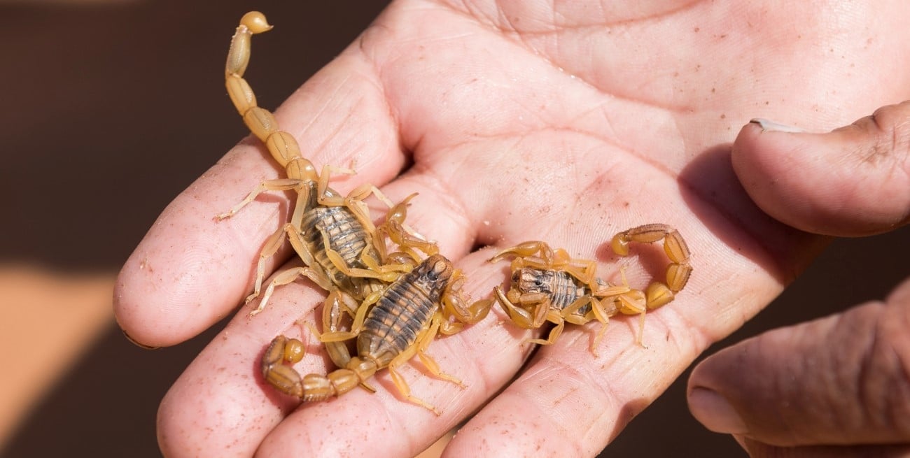 Los casos de alacranismo cayeron un 6% en Argentina: qué muestran los datos oficiales y dónde sigue el riesgo