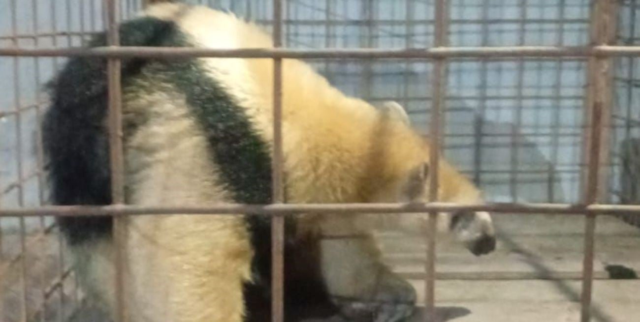 Rescate y cuidado de un oso melero en Laguna Paiva 