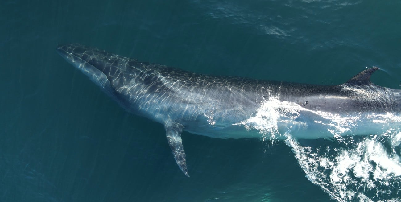 Regreso histórico: la ballena sei vuelve a mostrarse en grupos cerca de la costa de Comodoro