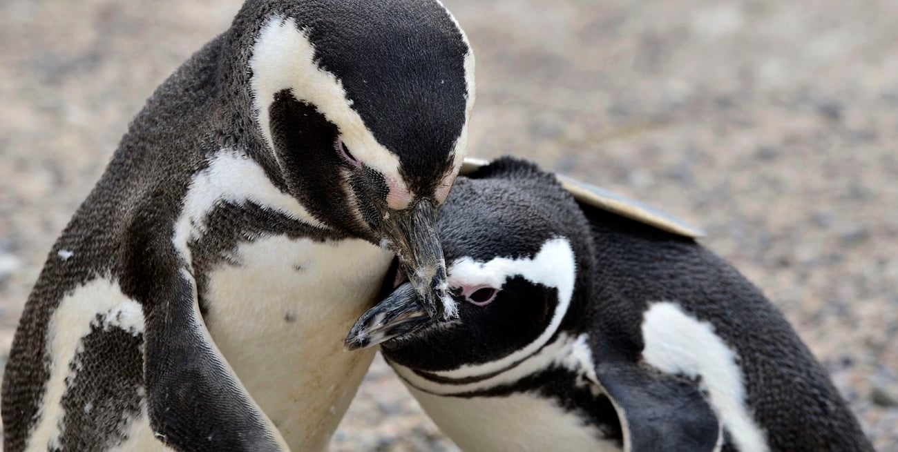 El Conicet transmite en vivo una colonia de pingüinos en Chubut y acerca la ciencia a millones de hogares