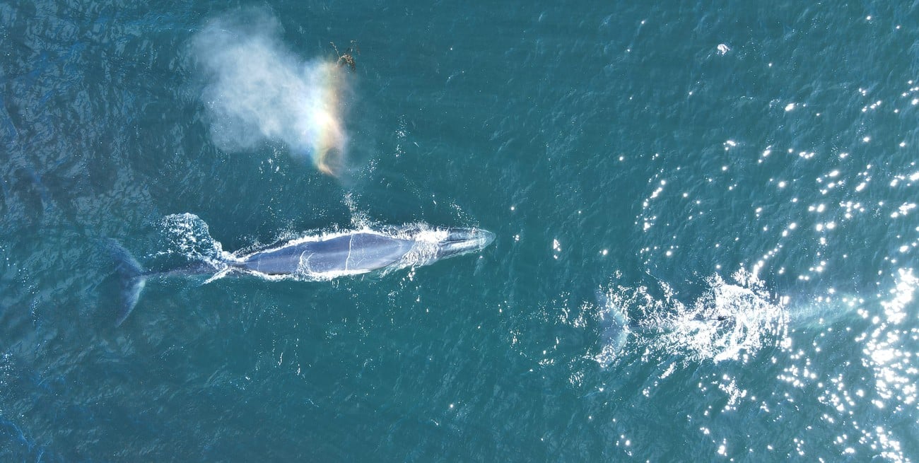 Avistamiento en el Golfo San Jorge: registraron por primera vez una ballena azul desde un bote