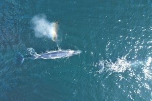 Registraron por primera vez una ballena azul desde un bote. Foto: SEI Fotografías.