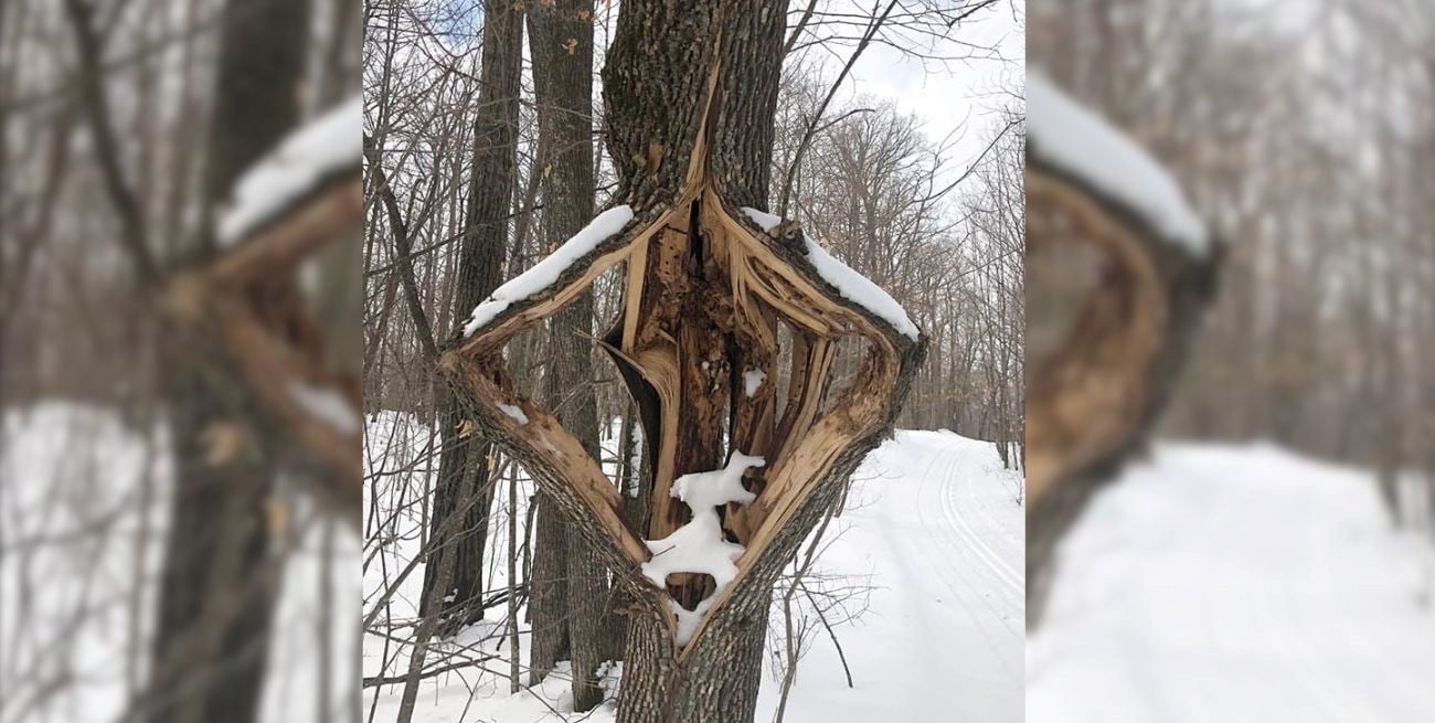 El fenómeno de la “savia congelada” que hace estallar árboles y sorprende con ruidos como disparos