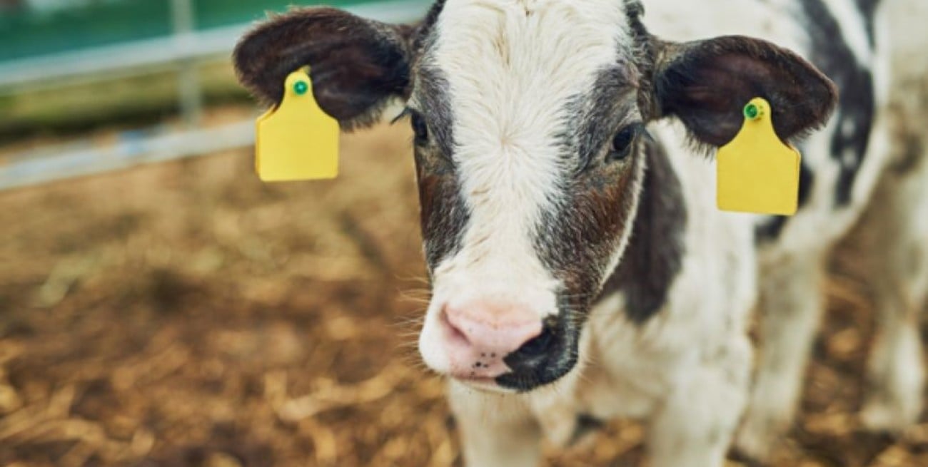 Abomasitis en terneros: una amenaza silenciosa que compromete la crianza bovina