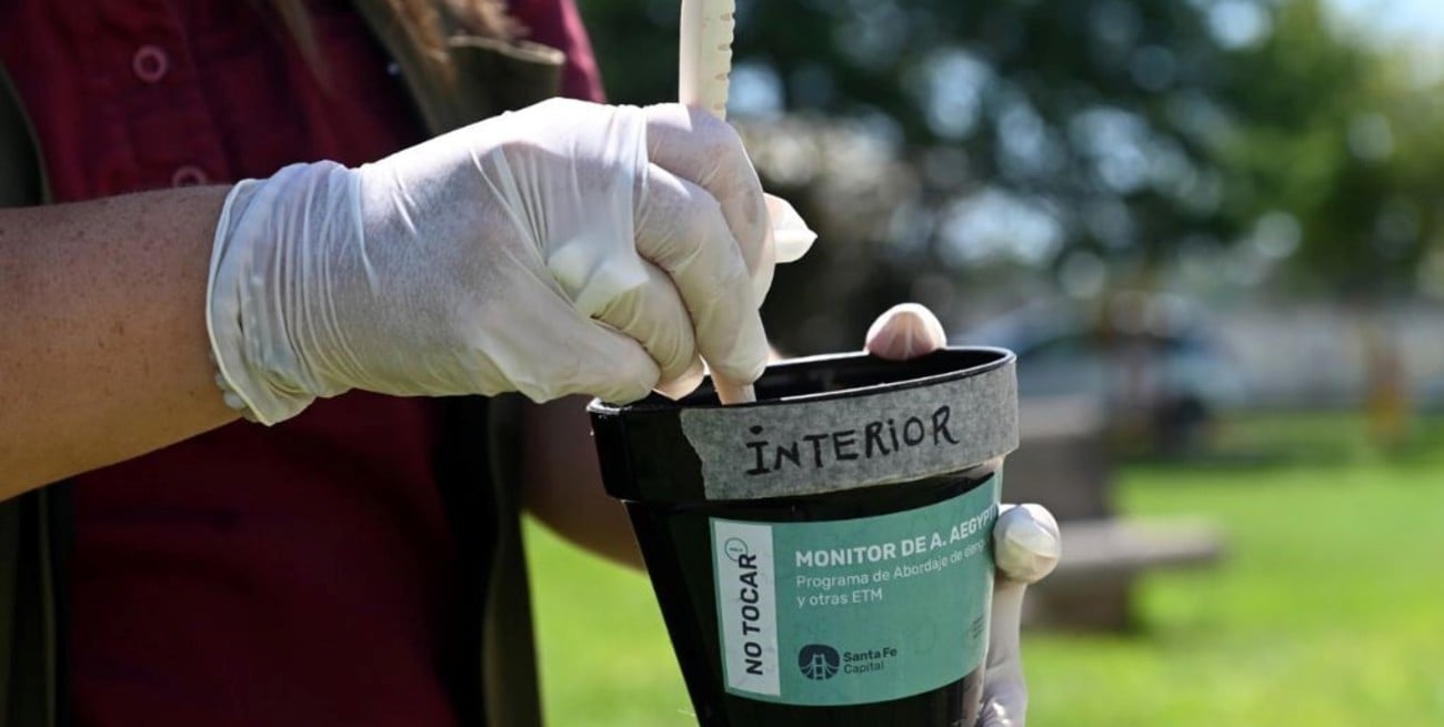 Dengue en Santa Fe: detectaron al mosquito transmisor en 30 barrios de la ciudad