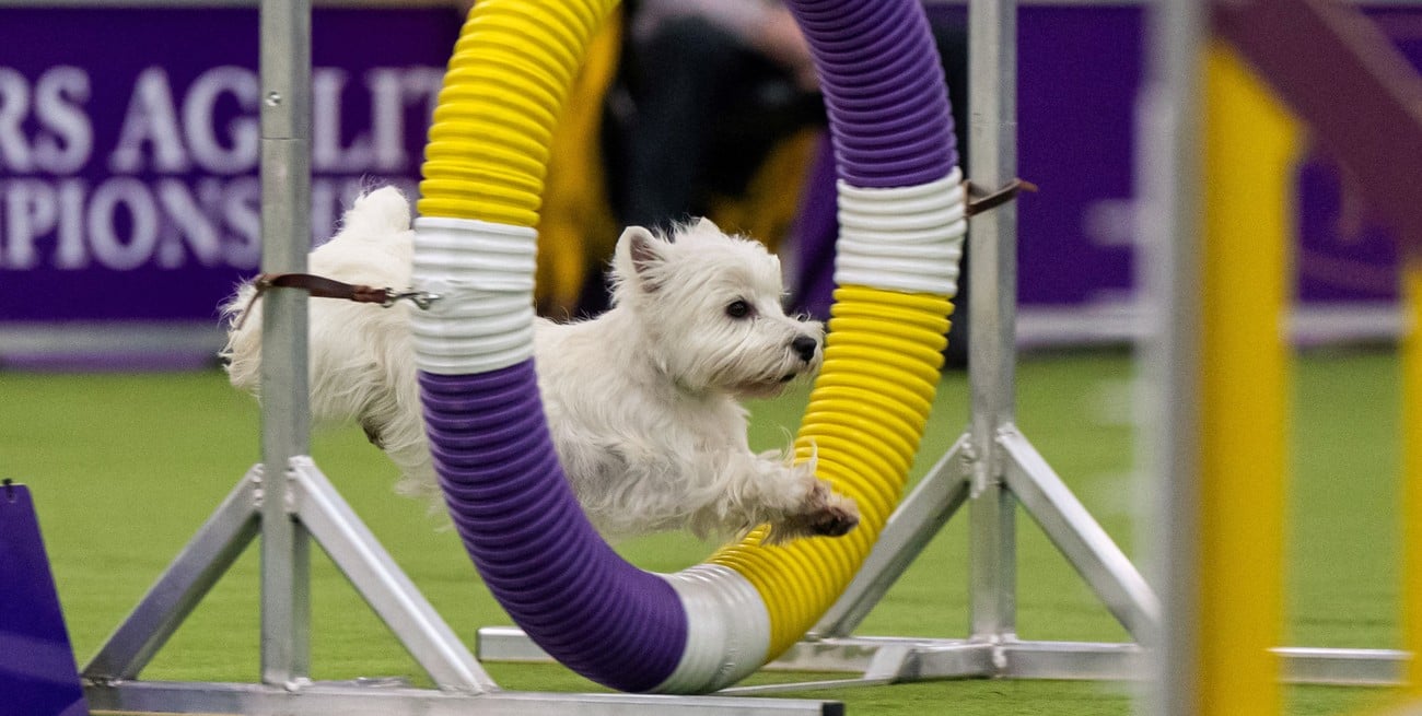 La Exposición Canina de Westminster celebra 150 años en su casa original