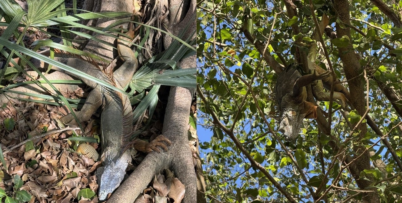 Video: una “lluvia” de iguanas sorprendió a Florida tras una ola de frío