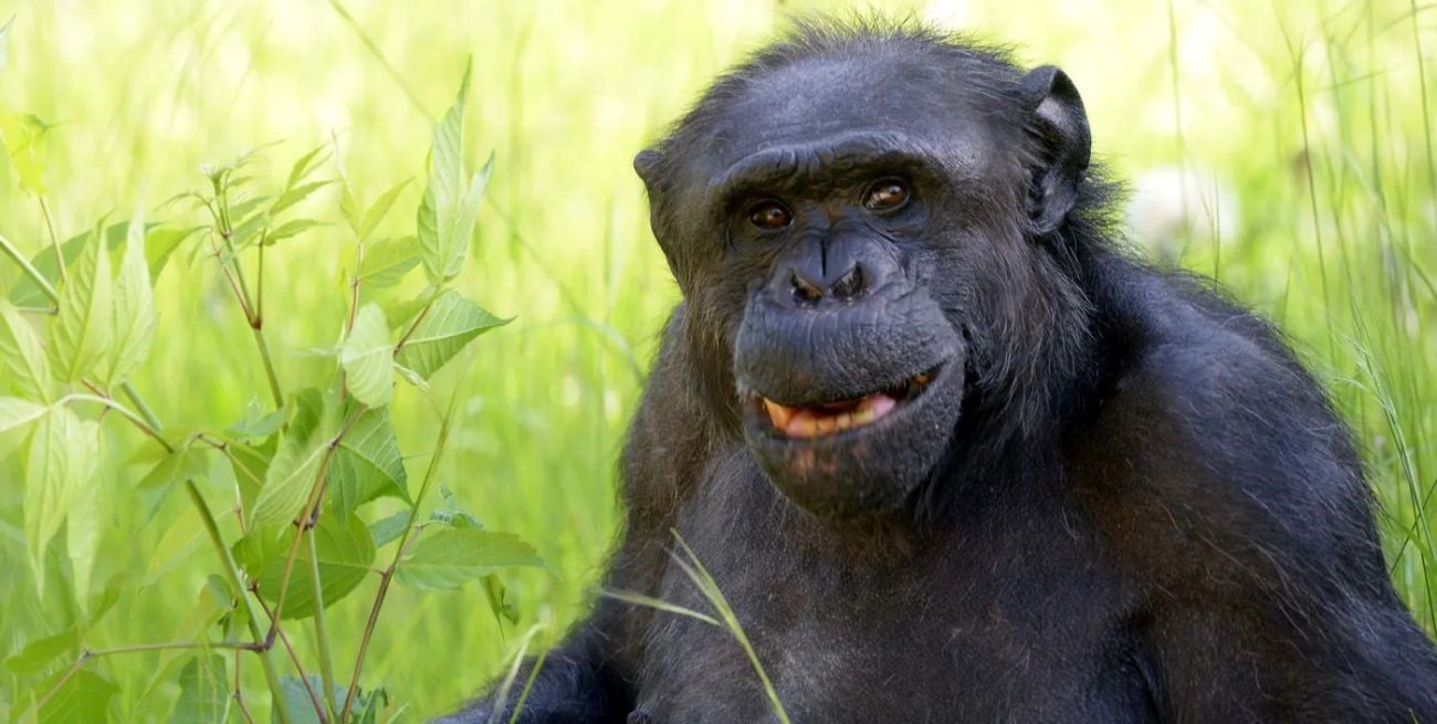 Murió Tomy, el chimpancé  rescatado de un circo que se volvió emblema del ex Zoológico de La Plata