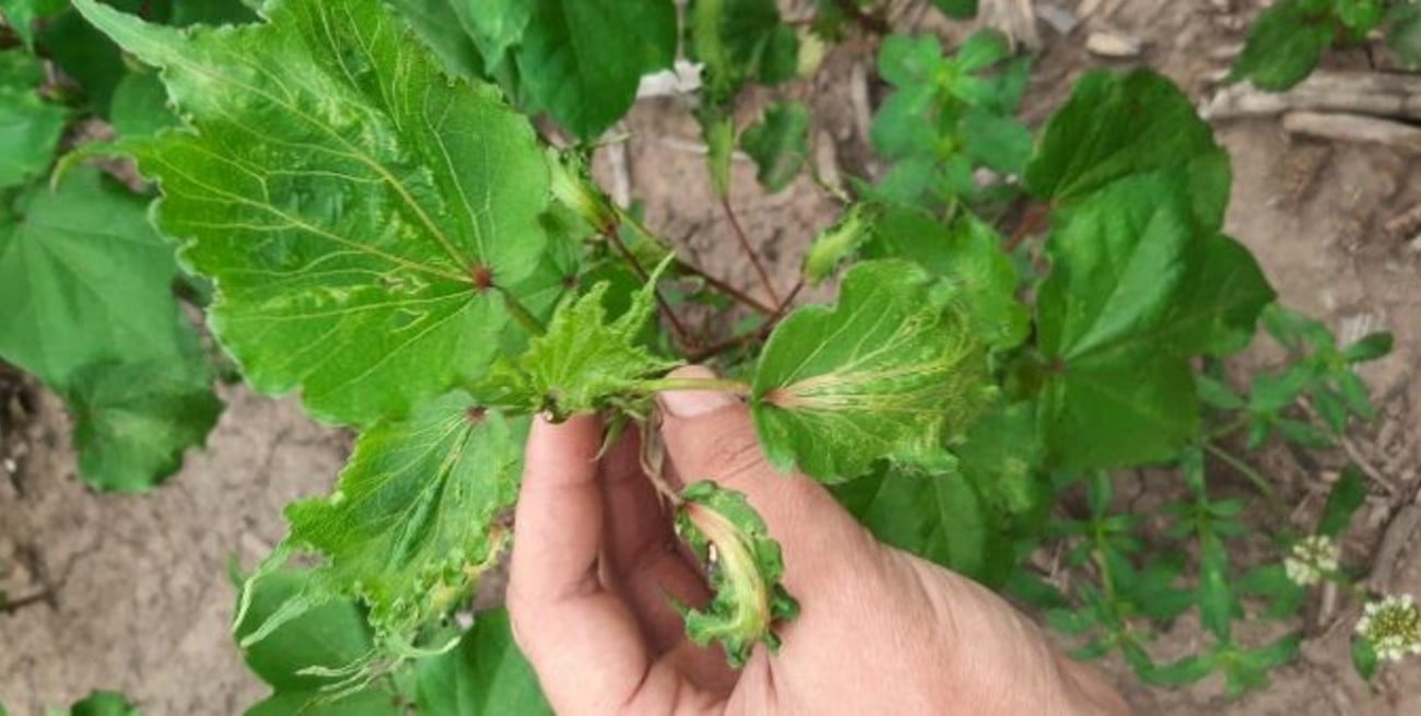 Herbicidas hormonales: Aapresid alerta por daños en cultivos sensibles 