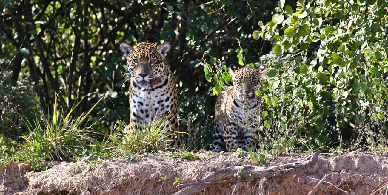 Confirmaron el segundo nacimiento de un yaguareté en El Impenetrable del Chaco