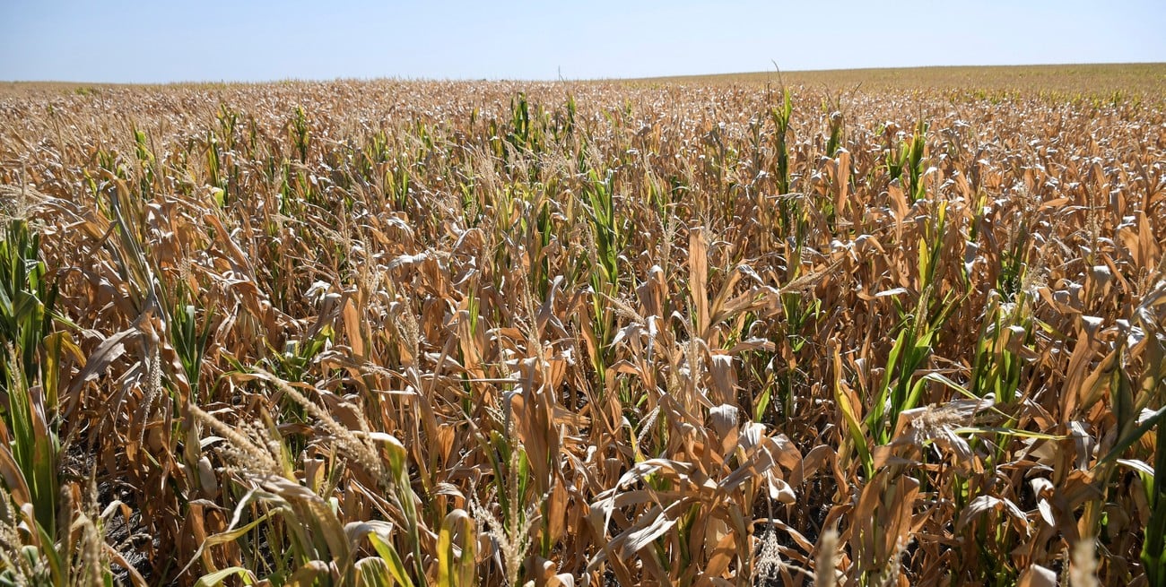 Subió al 20% la soja regular a mala en la región núcleo, pero llegó el auxilio del agua